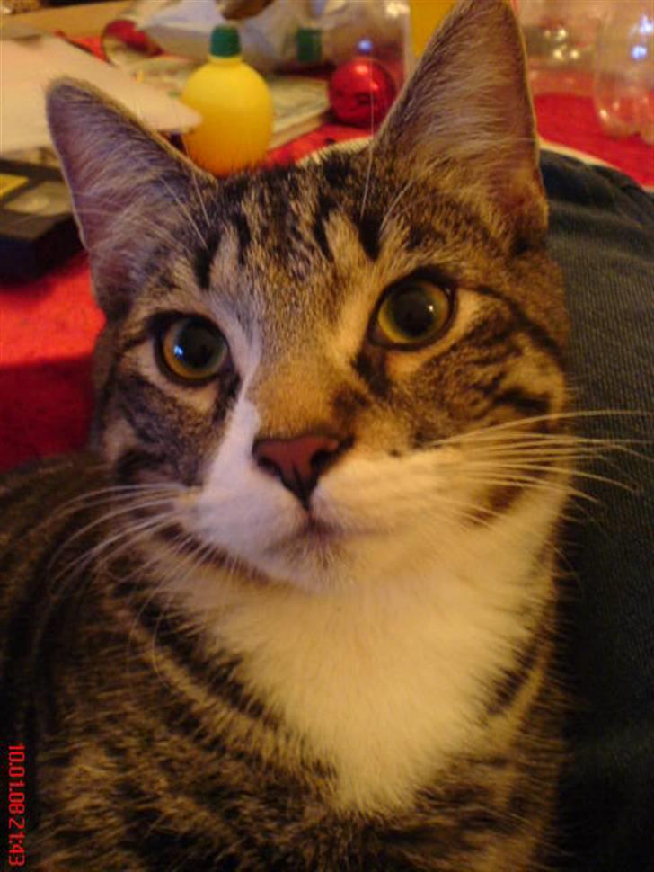 Huskat Thomas billede 1