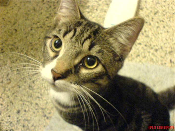 Huskat Thomas billede 2