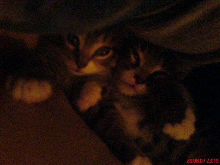 Huskat Thomas billede 3