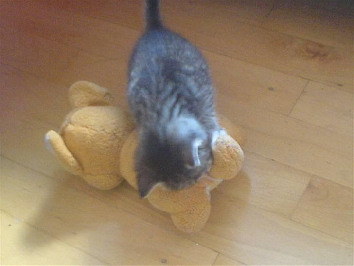 Huskat Thomas billede 4