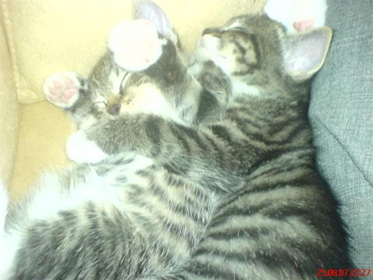 Huskat Thomas billede 5