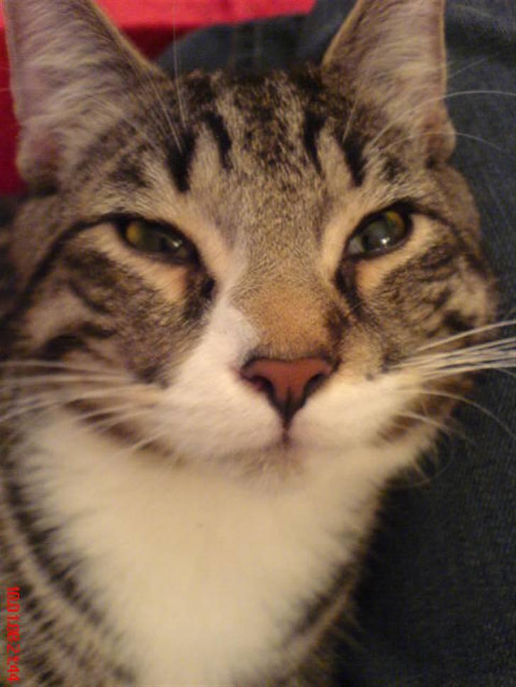 Huskat Thomas billede 6