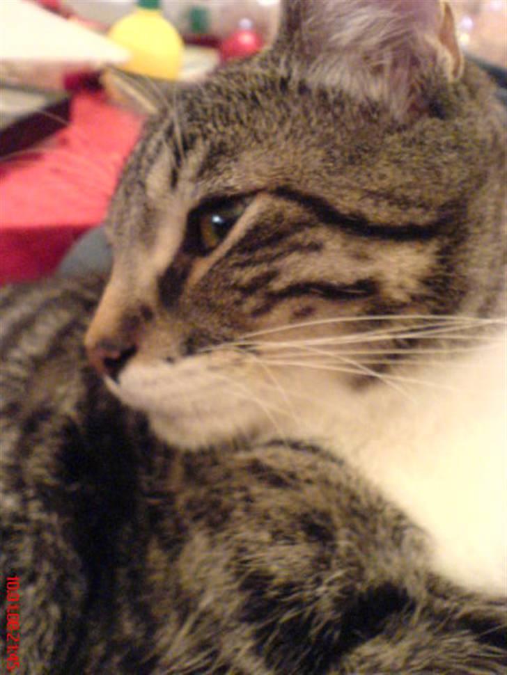 Huskat Thomas billede 7