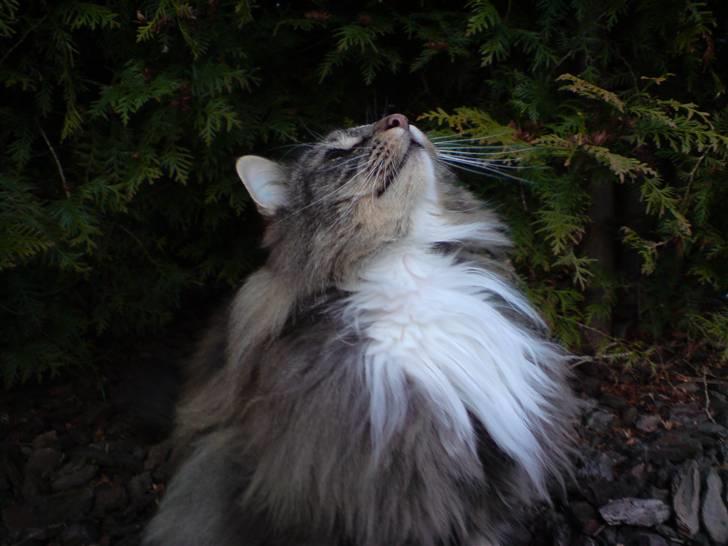 Norsk Skovkat Baloo billede 1