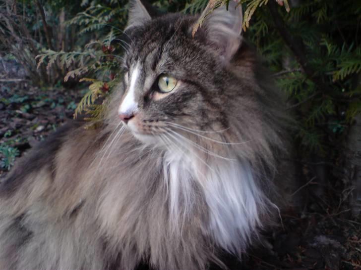 Norsk Skovkat Baloo billede 2