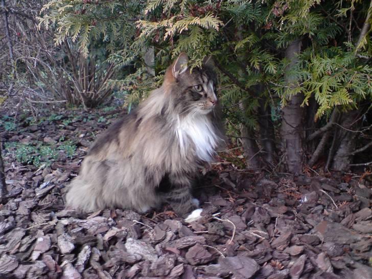 Norsk Skovkat Baloo billede 3