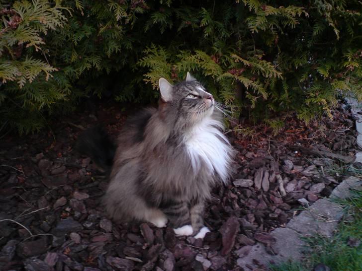 Norsk Skovkat Baloo billede 4