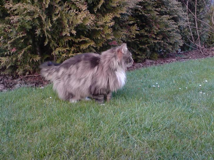 Norsk Skovkat Baloo billede 5