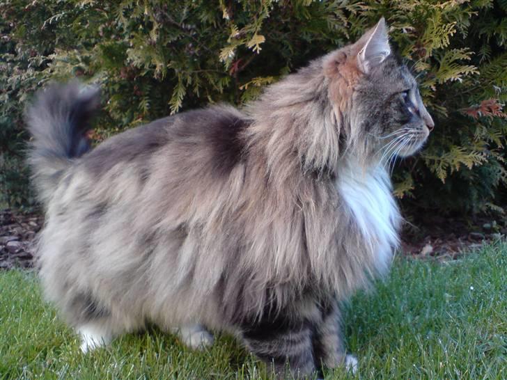 Norsk Skovkat Baloo billede 6