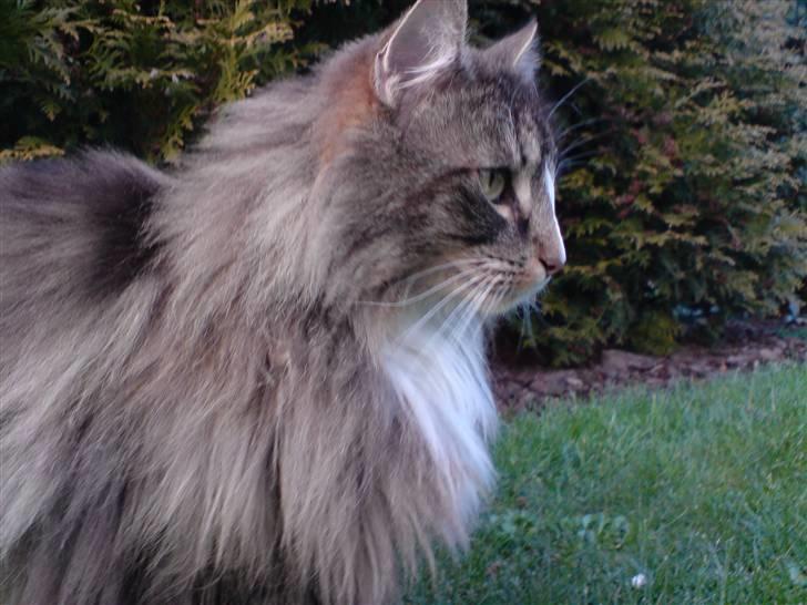 Norsk Skovkat Baloo billede 7