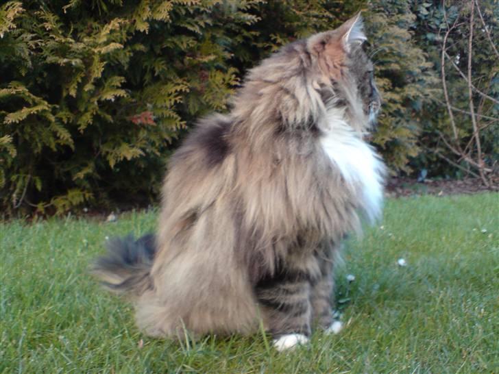 Norsk Skovkat Baloo billede 8