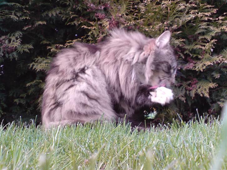 Norsk Skovkat Baloo billede 9