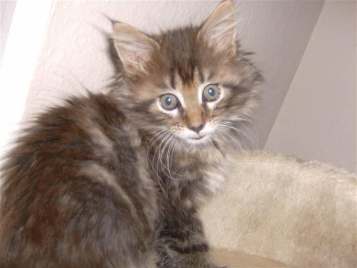 Maine Coon Malthe P. - Lige da vi fik ham, sådan en lille sød baby! billede 1