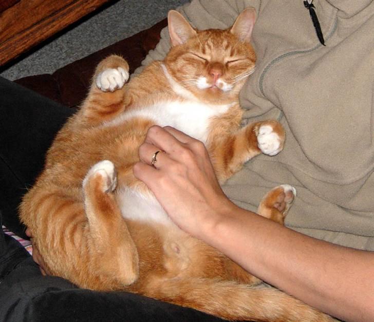 Huskat Sofus † 12/6-08 † - Sofus  <3 billede 1