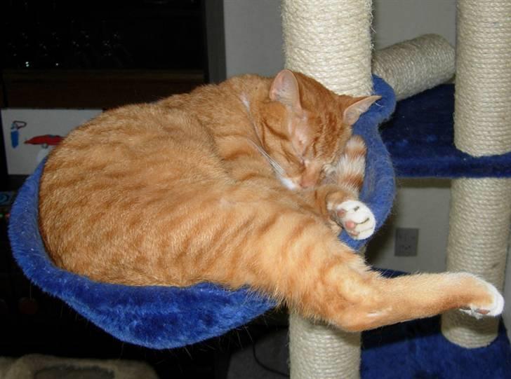 Huskat Sofus † 12/6-08 † - Lidt for stor til hængekøjen måske? billede 3