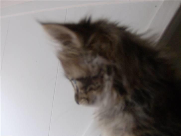 Maine Coon Malthe P. billede 2