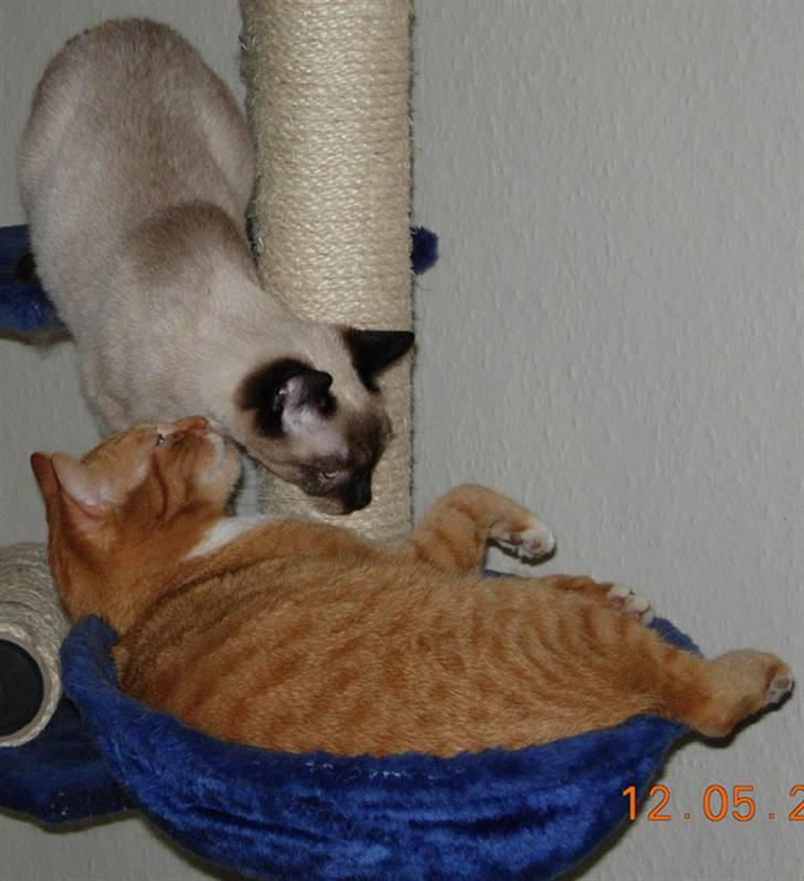 Huskat Sofus † 12/6-08 † - Sofus leger med en af vores andre katte. billede 4