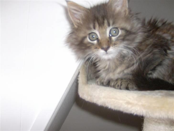 Maine Coon Malthe P. billede 3
