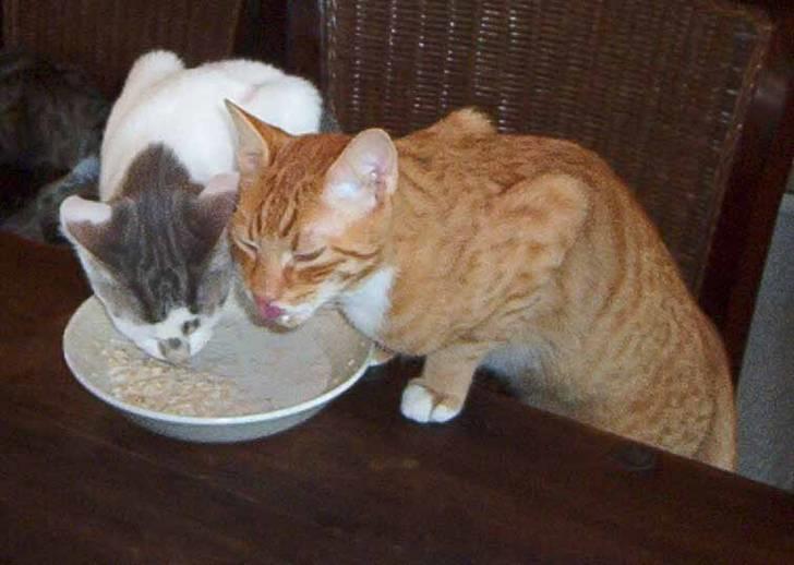 Huskat Sofus † 12/6-08 † - Sofus og Slambert er gået om bord i havregrynene... billede 5