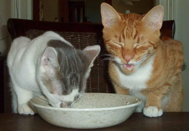 Huskat Sofus † 12/6-08 † - MUMS! billede 6