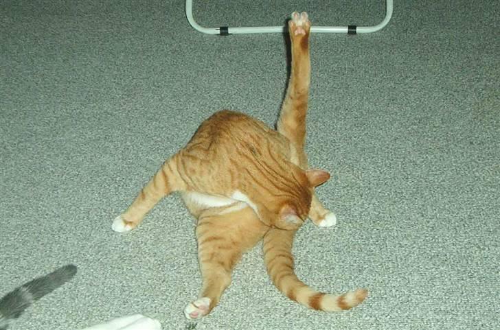 Huskat Sofus † 12/6-08 † - Sofus er i bad. billede 7