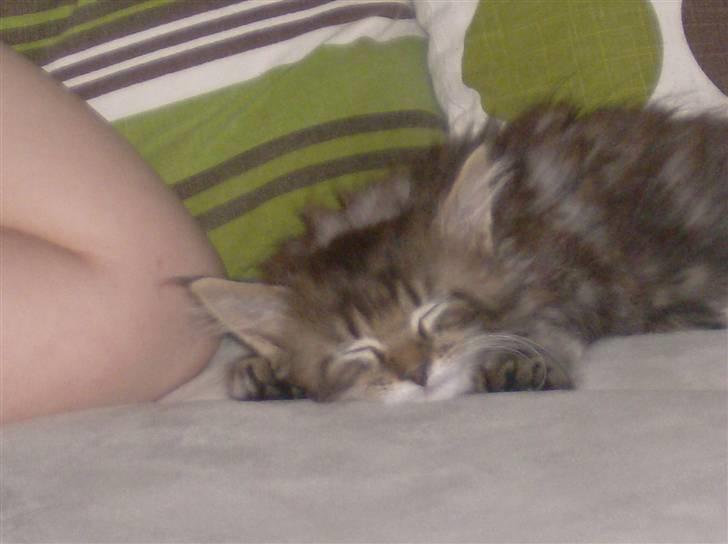 Maine Coon Malthe P. billede 4