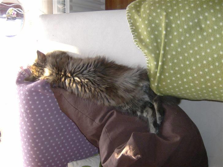 Maine Coon Malthe P. billede 5