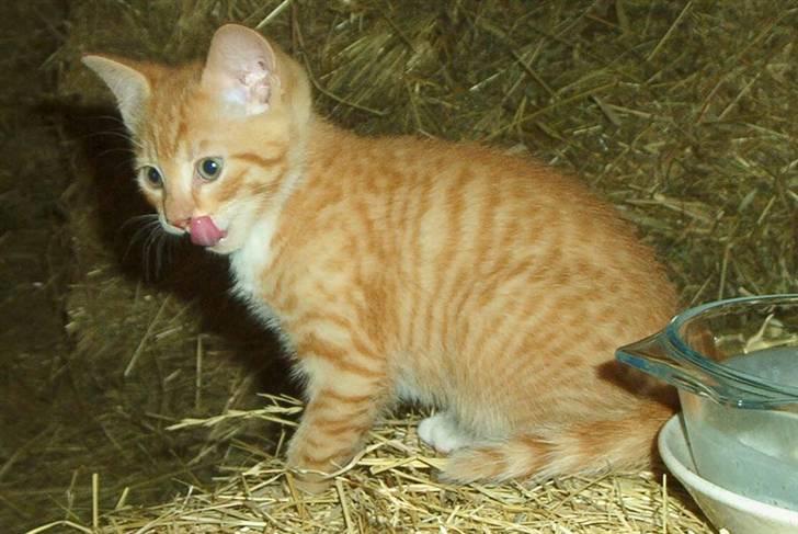 Huskat Sofus † 12/6-08 † - Sofus som lille ude i laden. billede 8