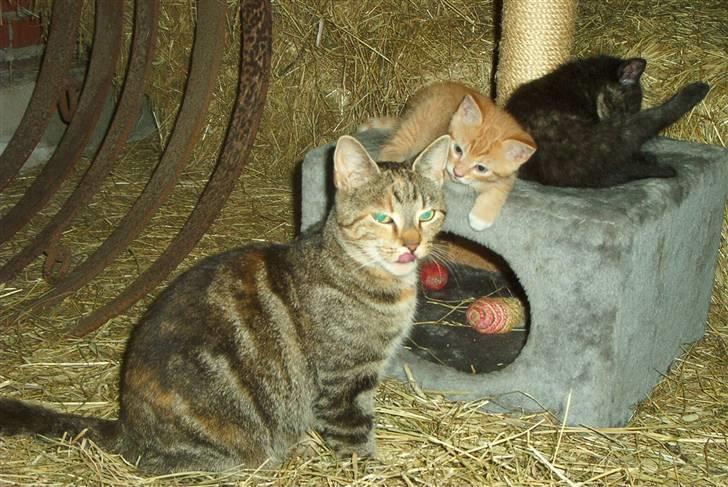 Huskat Sofus † 12/6-08 † - Sofus og hans mor og søster. billede 9