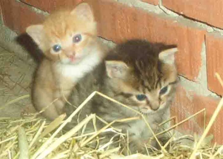 Huskat Sofus † 12/6-08 † - Sofus og hans søster. billede 10