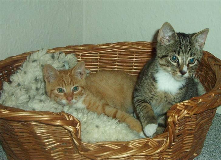 Huskat Sofus † 12/6-08 † - Sofus og hans bror indenfor, da de var store nok til at flytte væk fra mor  :) billede 11