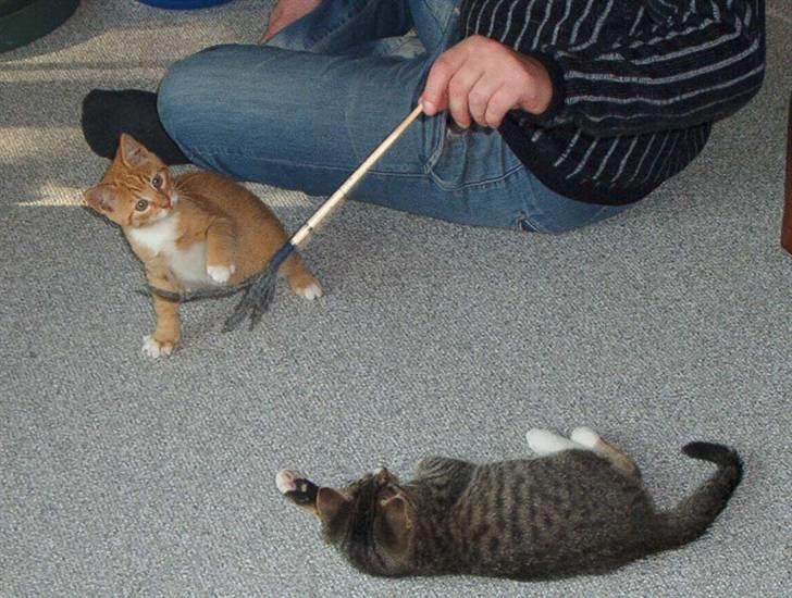 Huskat Sofus † 12/6-08 † - Leger med far... billede 12