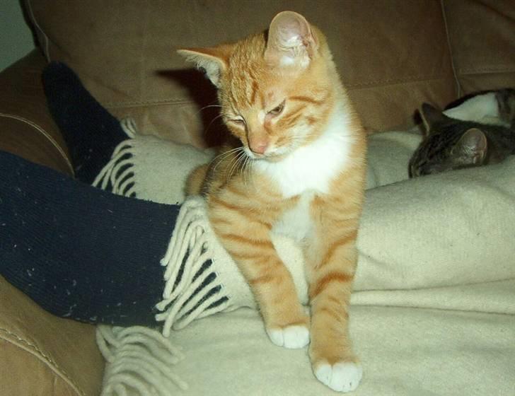 Huskat Sofus † 12/6-08 † - Lige vågnet fra en lur med far  <3 billede 13