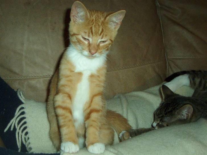 Huskat Sofus † 12/6-08 † billede 14