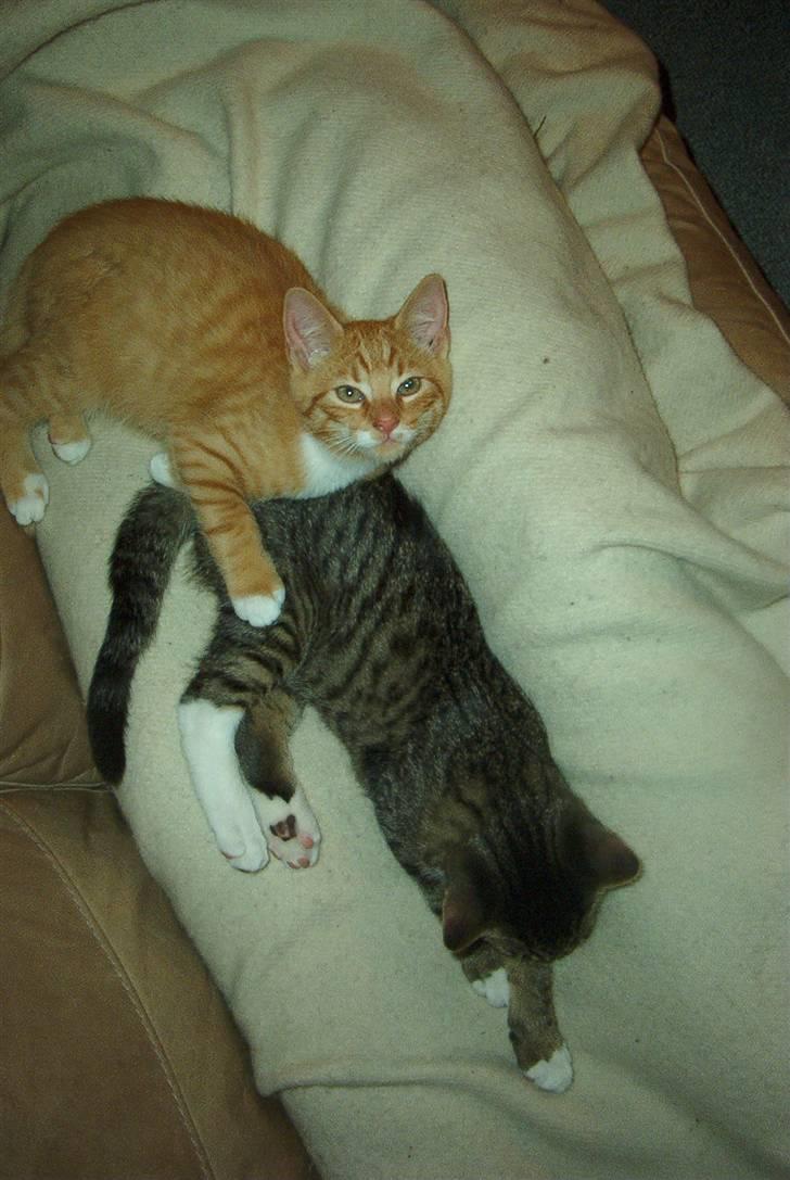 Huskat Sofus † 12/6-08 † - Sofus putter med far og hans bror, Strit. billede 15