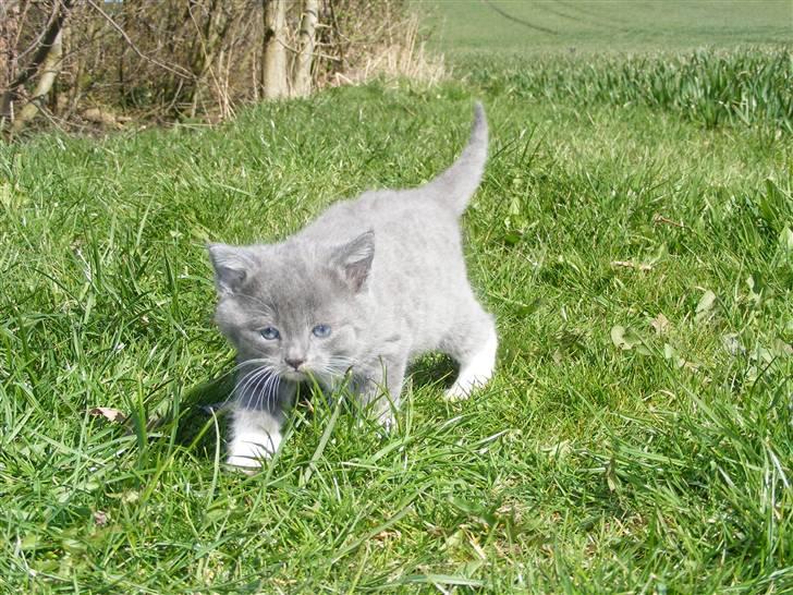 Huskat Musse - død billede 1