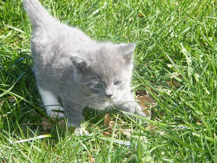 Huskat Musse - død billede 2