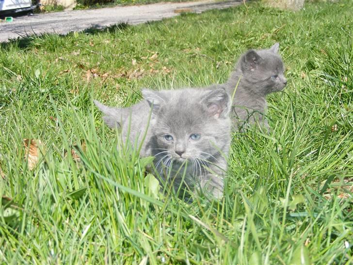 Huskat Musse - død billede 3