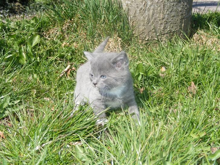 Huskat Musse - død billede 4