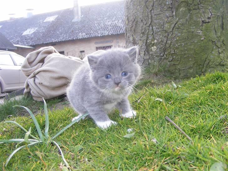 Huskat Musse - død billede 5