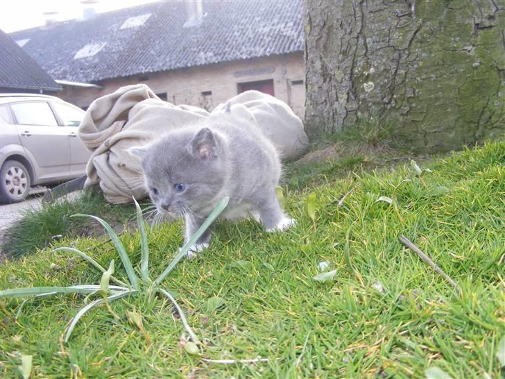 Huskat Musse - død billede 6