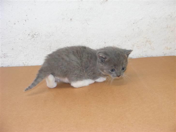 Huskat Musse - død billede 7