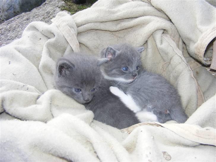 Huskat Musse - død billede 8