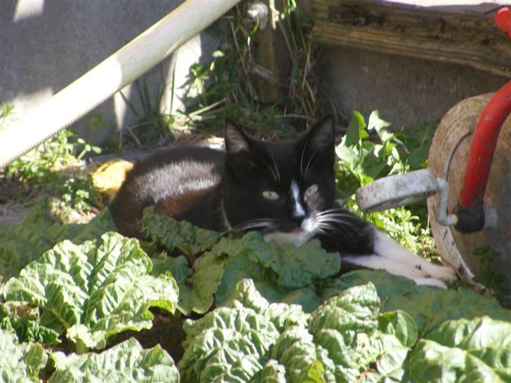 Huskat Tykke <3 billede 7