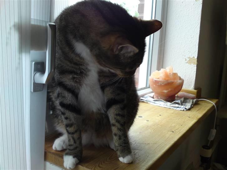 Blanding af racer benjamin billede 17