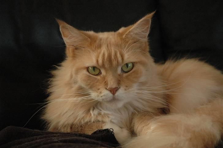 Maine Coon Bitten *R.I.P* billede 1