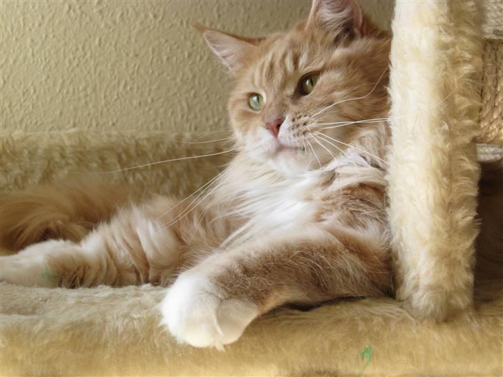 Maine Coon Bitten *R.I.P* billede 2