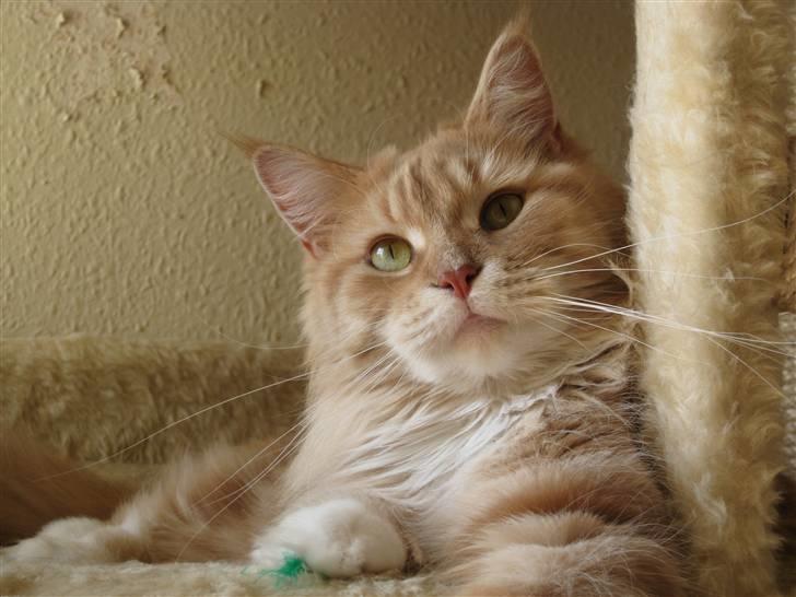 Maine Coon Bitten *R.I.P* billede 3