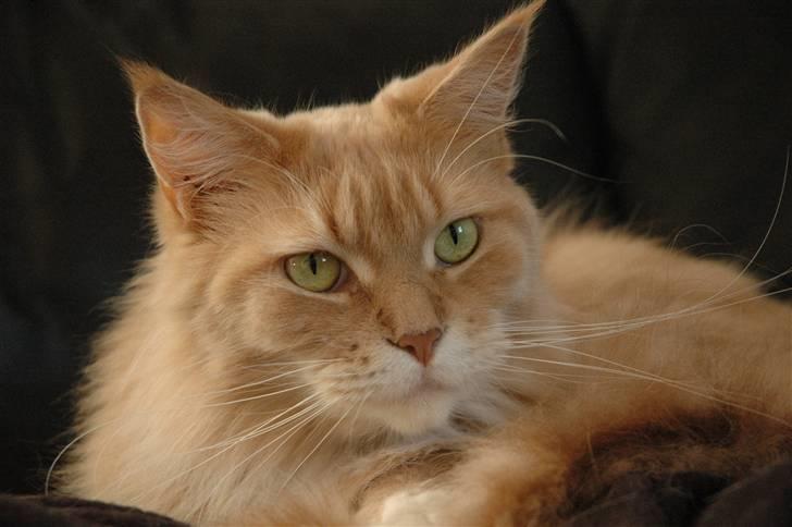 Maine Coon Bitten *R.I.P* billede 4
