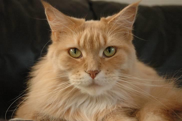 Maine Coon Bitten *R.I.P* billede 5